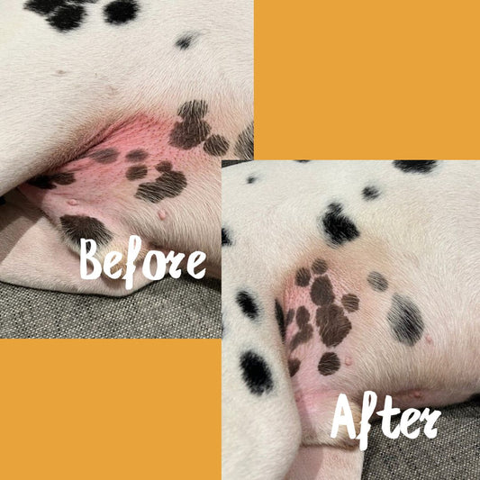 Doggy Daily - Before & After