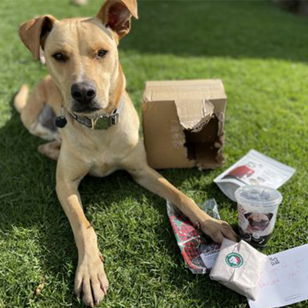 Great treats for him! Olive's Kitchen