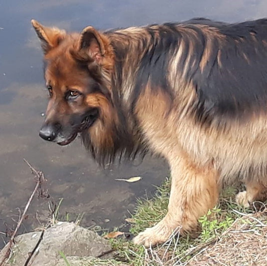 Jills German Sherpard is as regular as a clock now