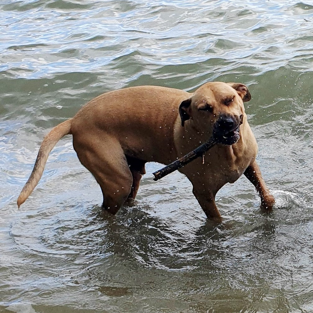 Max's slow down has slowed because of Doggy Daily