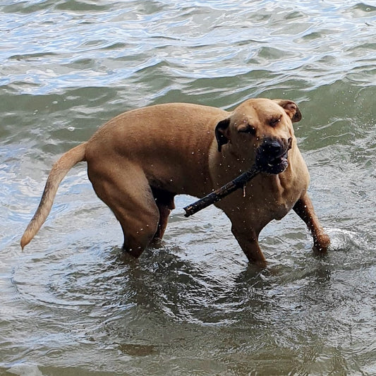 Max's slow down has slowed because of Doggy Daily