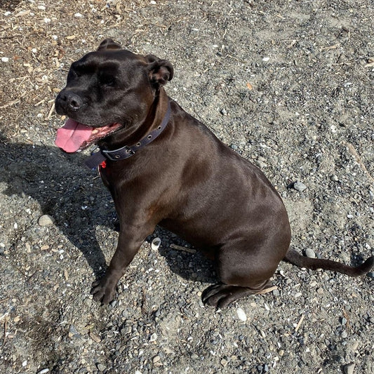 Doggy Daily helped Lilly walk again