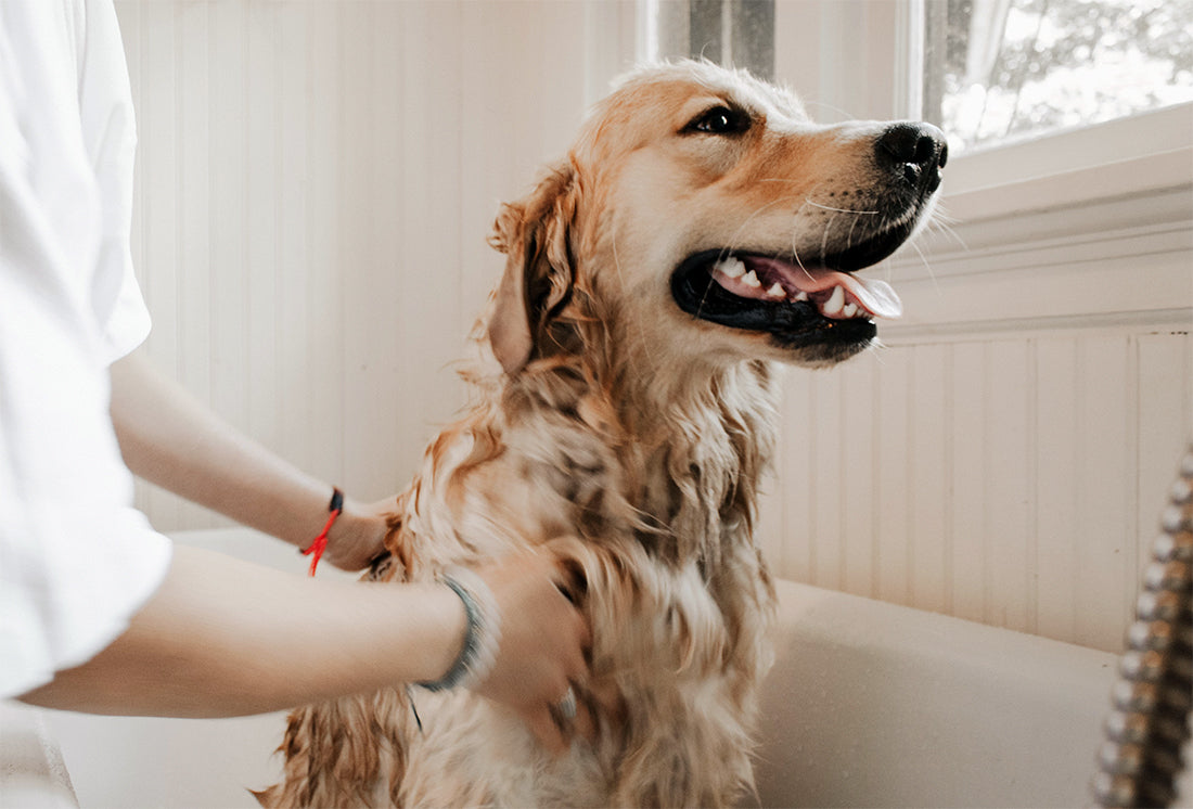 The key to a dog’s health and happiness is through its stomach
