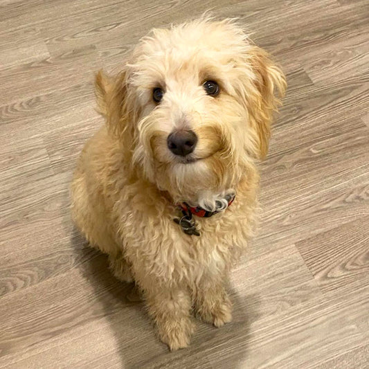 Doggy Daily Is a Game Changer for Lucy