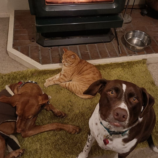 Less Scratching with Doggy Daily