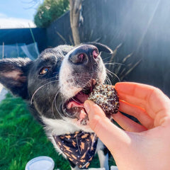 Doggy Daily Bliss Balls
