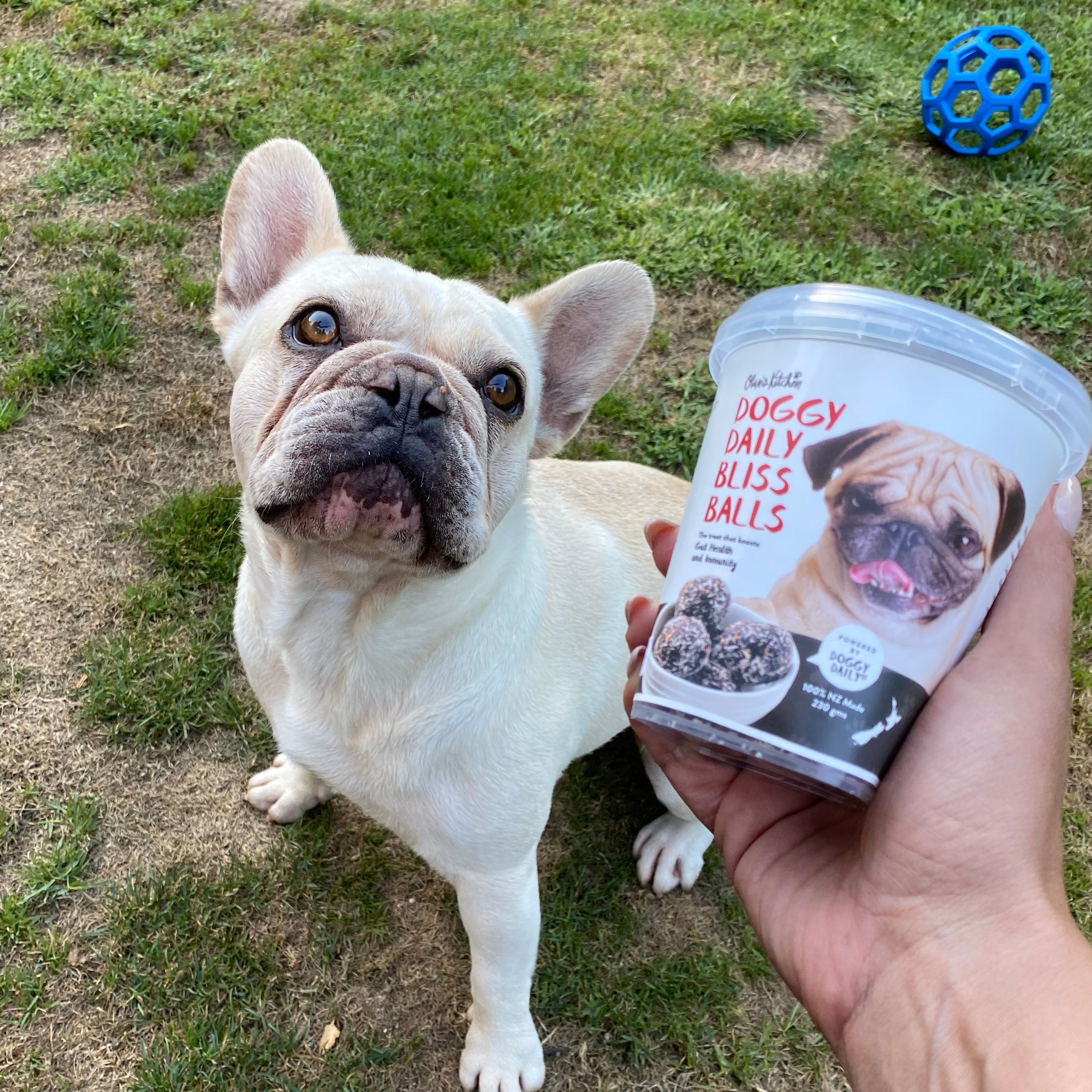 puppy with doggy bliss balls