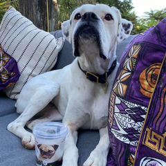 cute dog with doggy bliss balls
