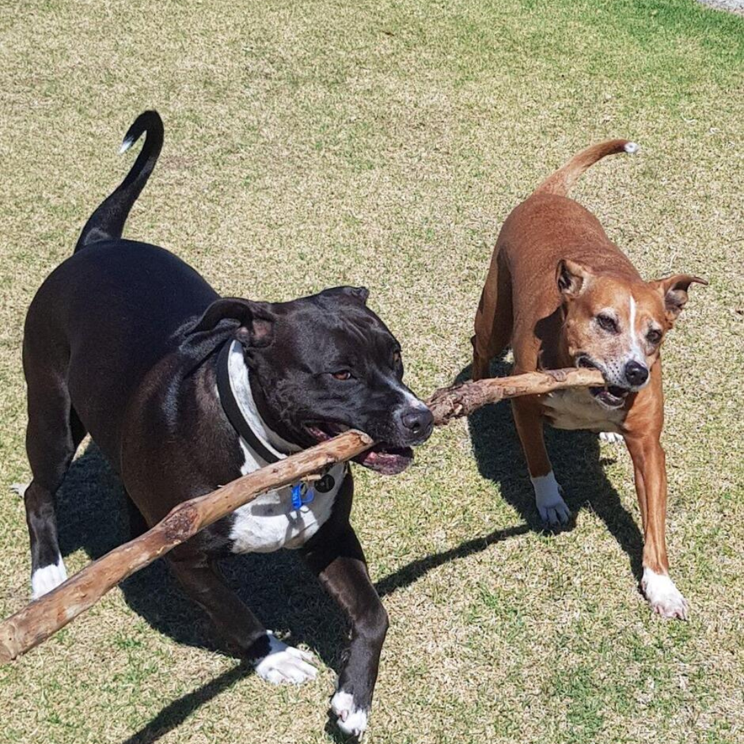 A True game changer for my two girls!!!!