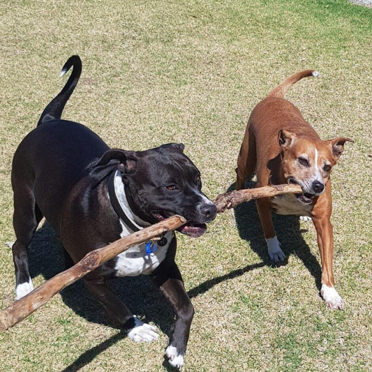 A True game changer for my two girls!!!!