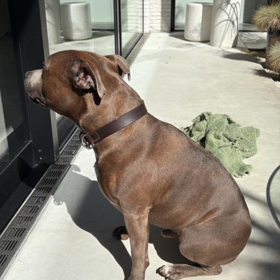 Beautiful soft and shiny like a puppy!