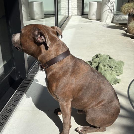 Beautiful soft and shiny like a puppy!