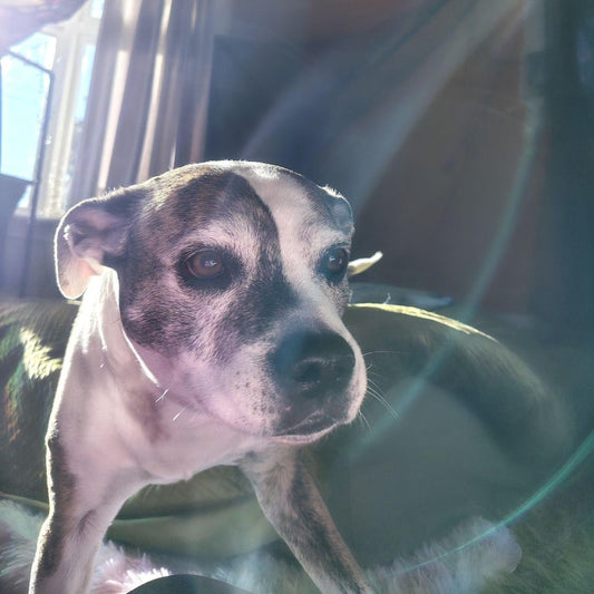 Happy Healthy Senior StaffyX!