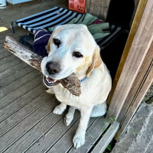 Bright and Happy Labrador & Beagle