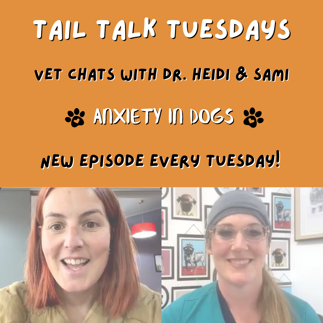 Anxiety in Dogs | Full Vet Session with Dr Heidi