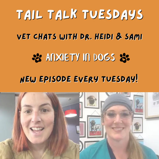 Anxiety in Dogs | Full Vet Session with Dr Heidi