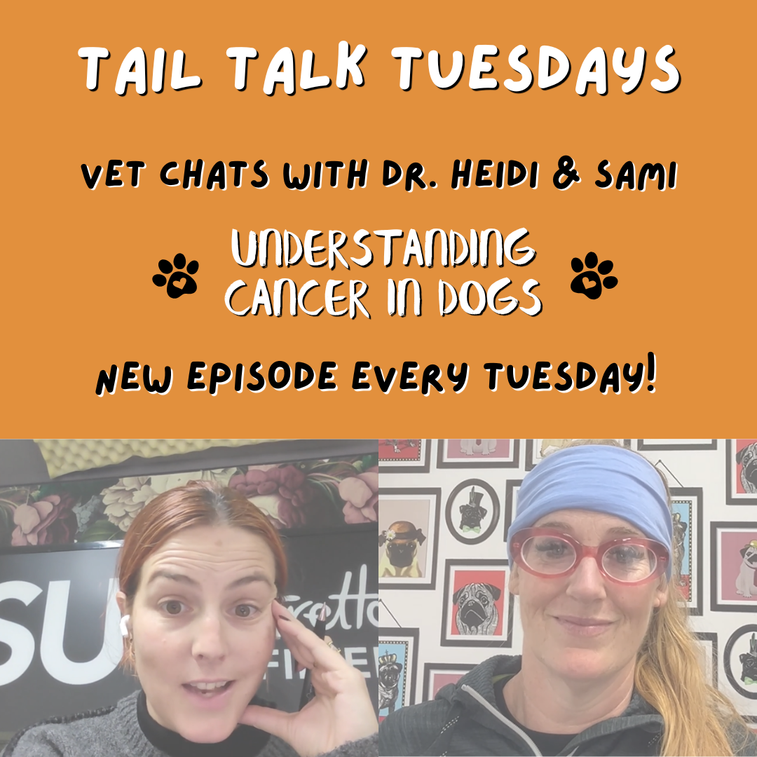 Understanding Cancer in Dogs | Full Vet Session with Dr Heidi