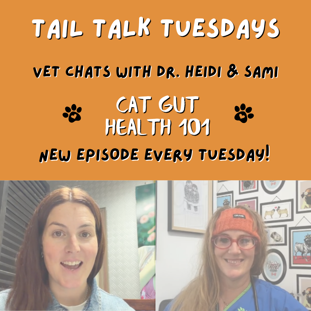 What Every Moggy Parent Needs to Know | Full Vet Session with Dr Heidi