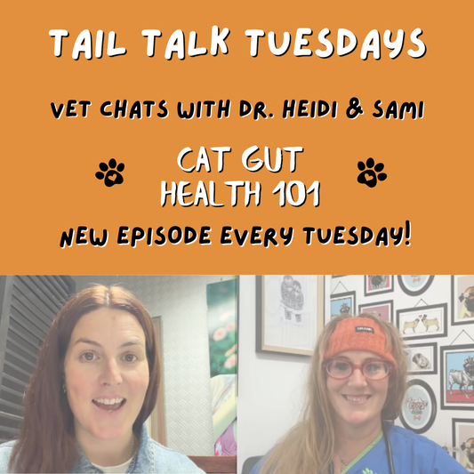 What Every Moggy Parent Needs to Know | Full Vet Session with Dr Heidi