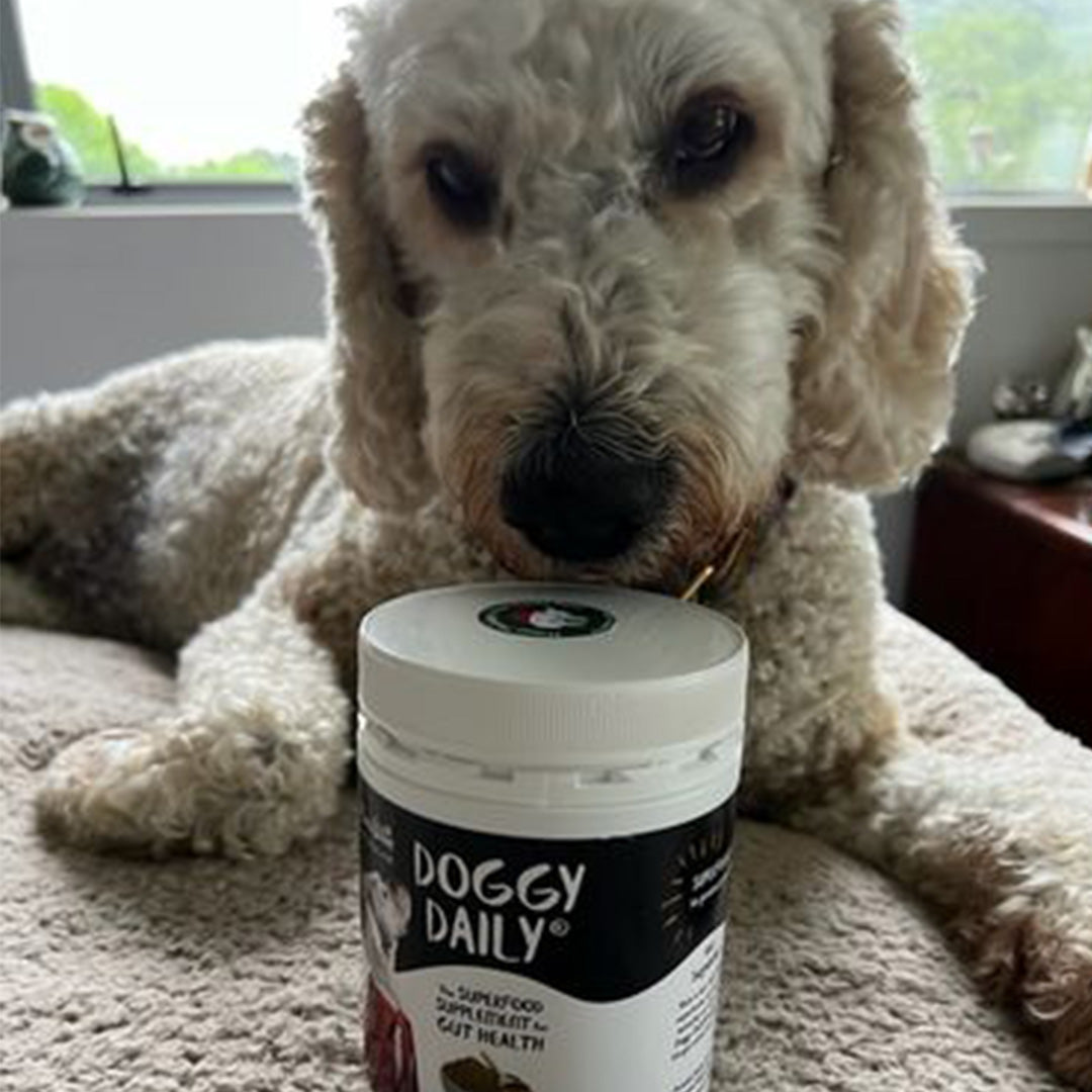 Indy loves her daily sprinkle of Doggy Daily!!