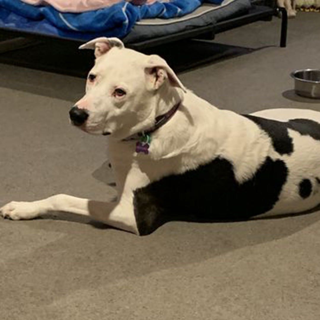 Much happier dog and very happy pooch parents