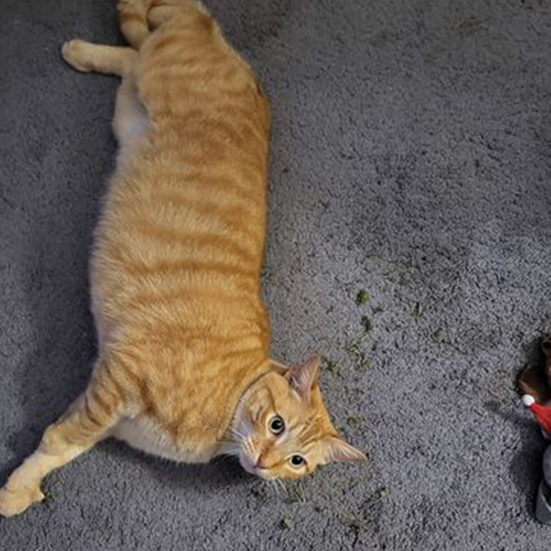 Our cats love rolling about on the carpet with their catnip