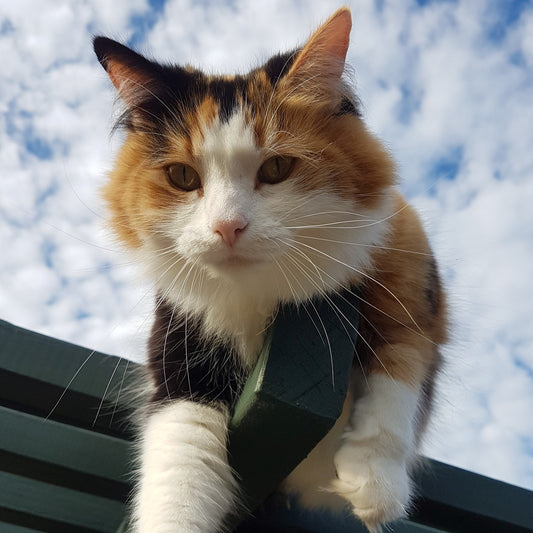 Healthy, soft and shiny fur for Jennifer's 6 cats