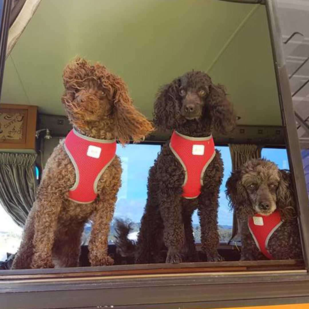 Our three boys absolutely love Doggy Daily