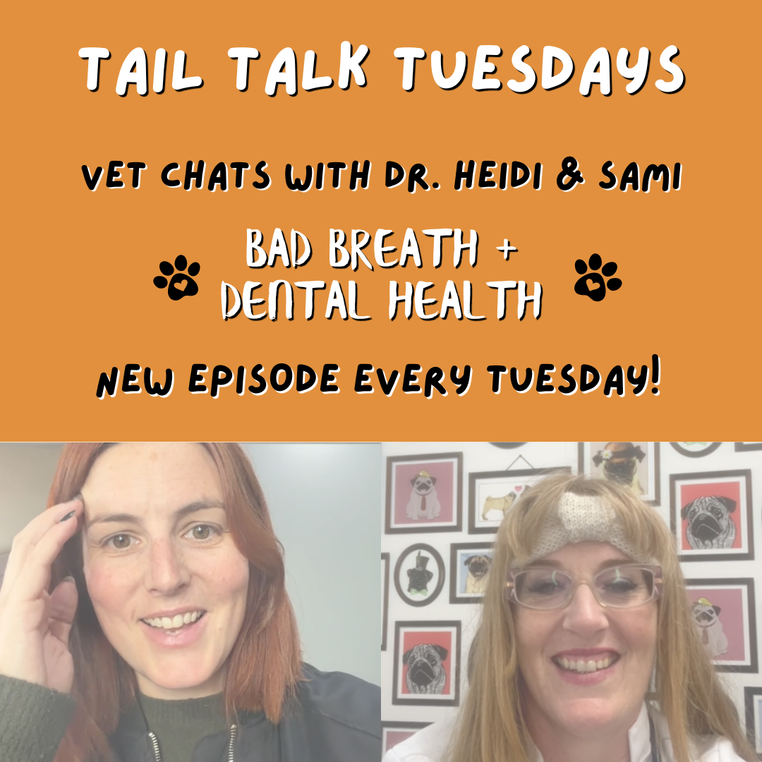 Healthy Teeth & Gums in Dogs | Full Vet Session with Dr Heidi