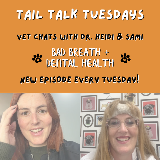 Healthy Teeth & Gums in Dogs | Full Vet Session with Dr Heidi