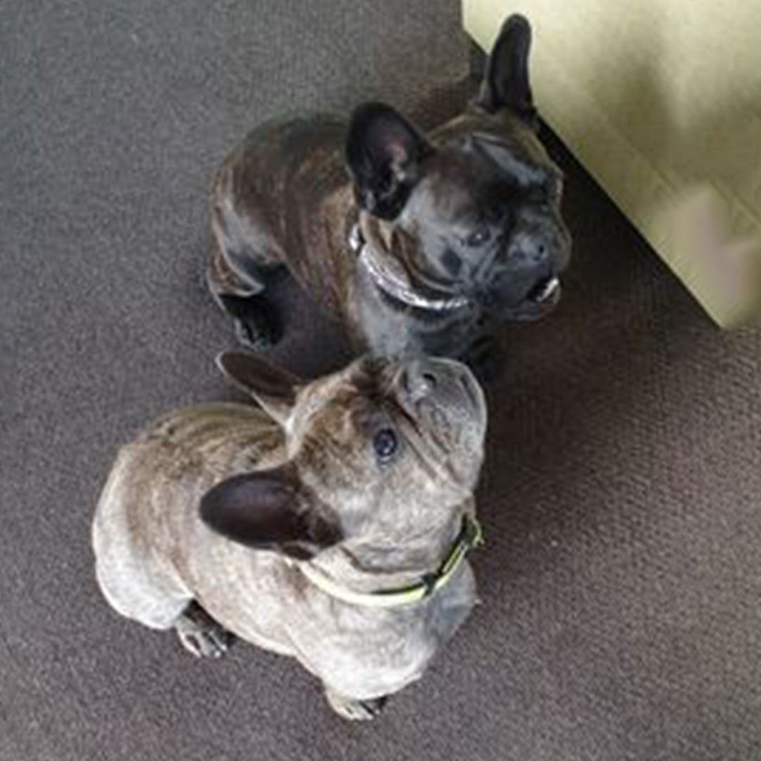 My fussy dogs seem to love Doggy Daily