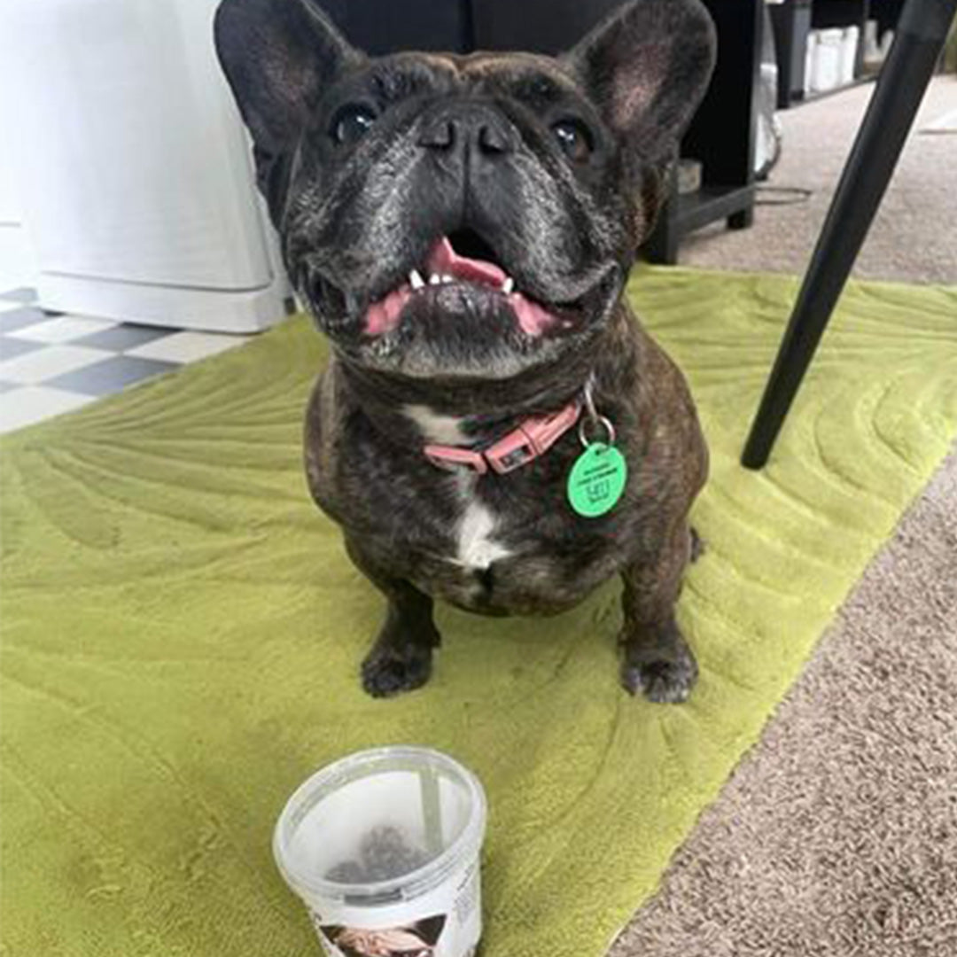 Coco loves the bliss balls