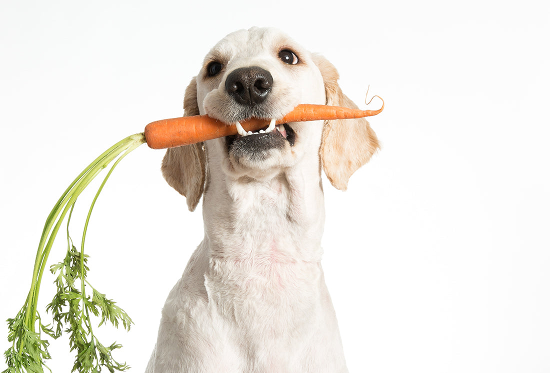 5 Superfoods that are Great for Dogs