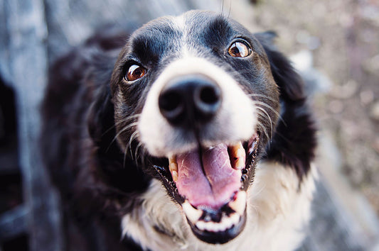 Doggy Dental Hygiene