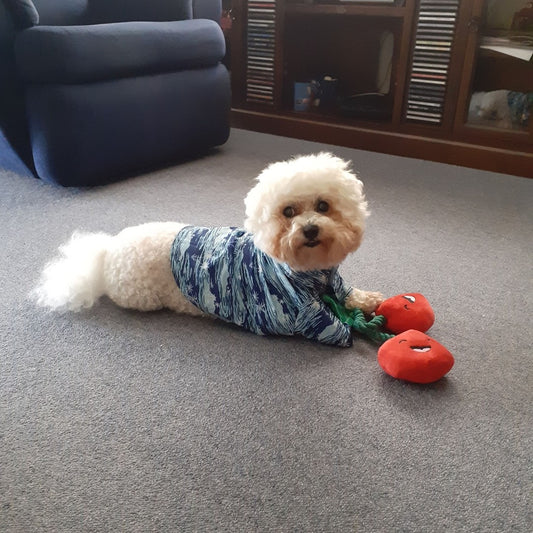 Doggy Daily has helped Jasper in so many ways