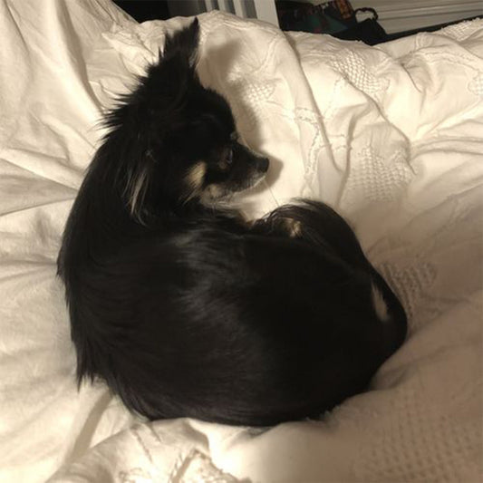 The shine returned to his coat