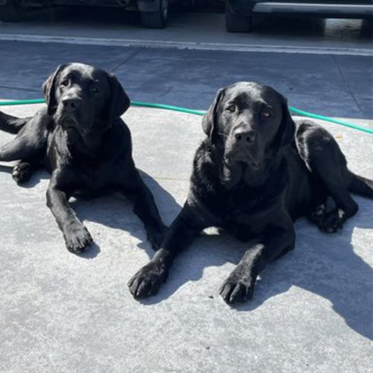 Improved their skin and coat