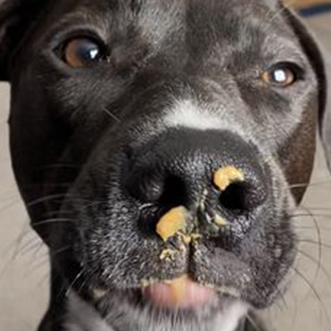 Polly loves Pupnut Butter!!