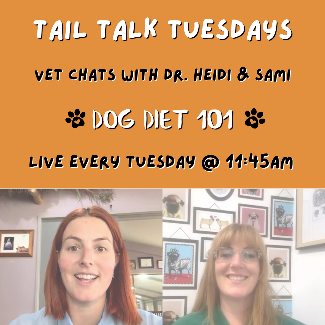 What Should You Really Be Feeding Your Dog? | Full Vet Session with Dr. Heidi