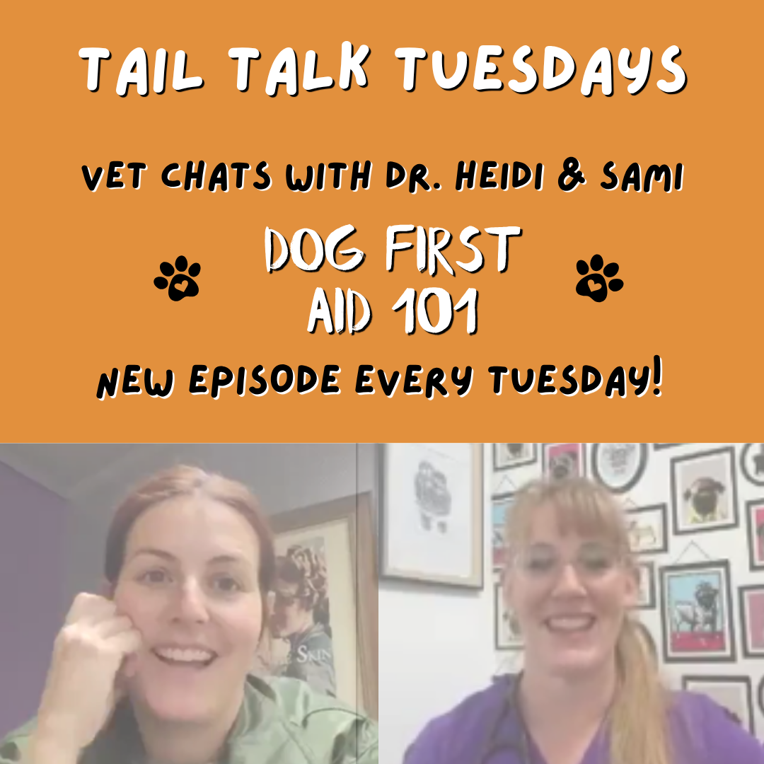 Choking, Wounds & Poisons: Dog First Aid 101 | Full Vet Session with Dr Heidi