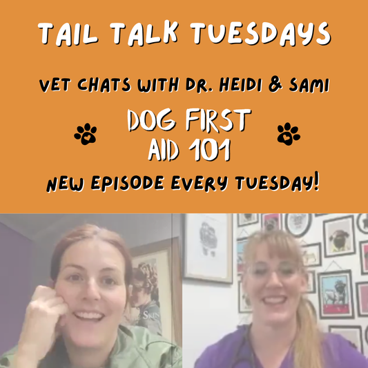 Choking, Wounds & Poisons: Dog First Aid 101 | Full Vet Session with Dr Heidi