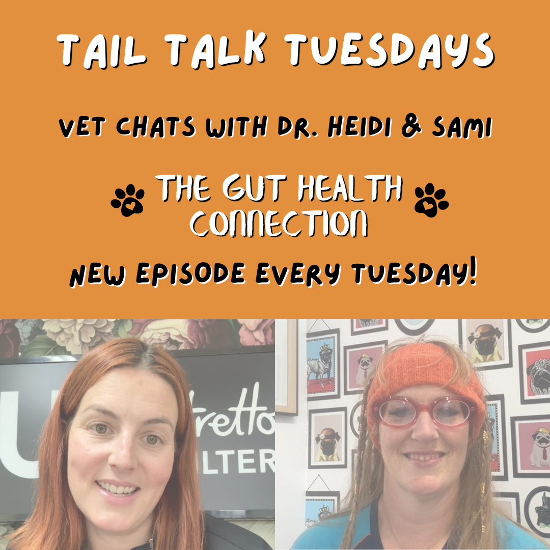 The Gut Health Connection | Full Vet Session with Dr Heidi
