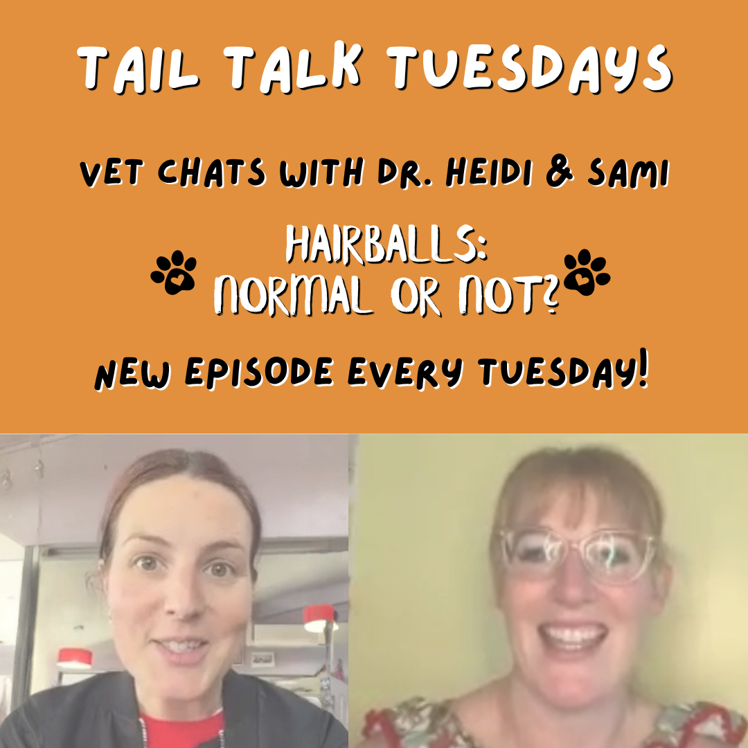 Hairballs: Normal or Not? | Full Vet Session with Dr Heidi