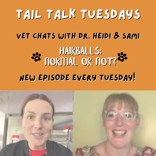 Hairballs: Normal or Not? | Full Vet Session with Dr Heidi