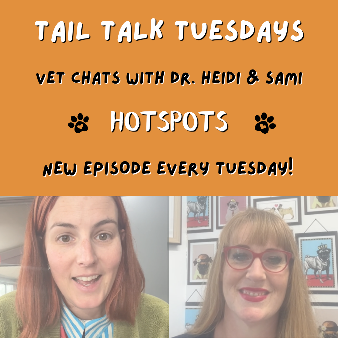 Understanding Hotspots in Dogs | Full Vet Session with Dr Heidi