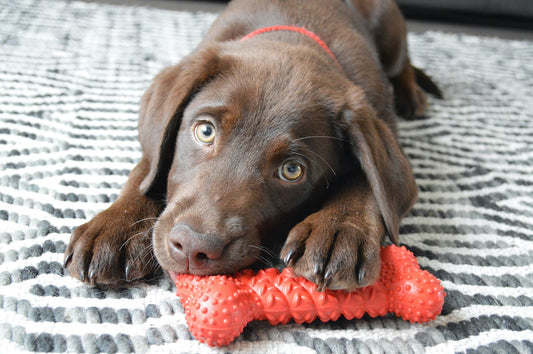 Can an Upset Gut Cause an Upset Mutt?