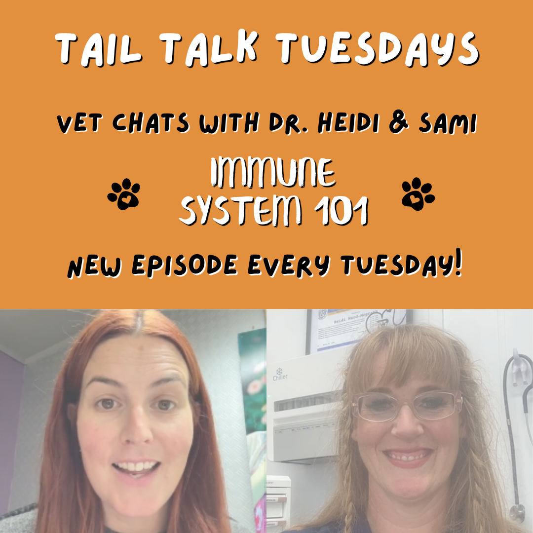 Immunity from the Inside Out | Full Vet Session with Dr Heidi