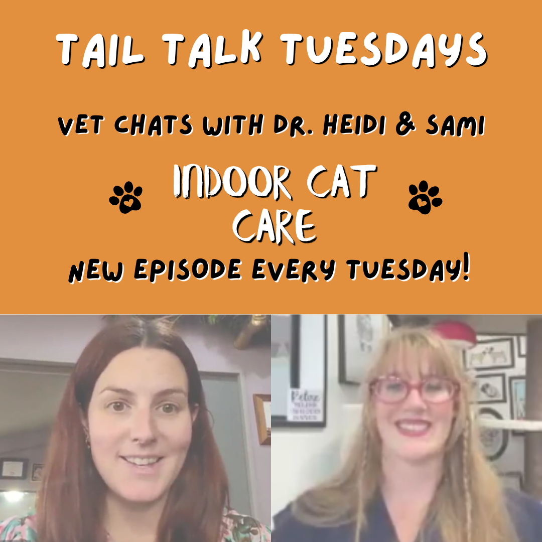 The Purr-fect Indoor Life | Full Vet Session with Dr Heidi