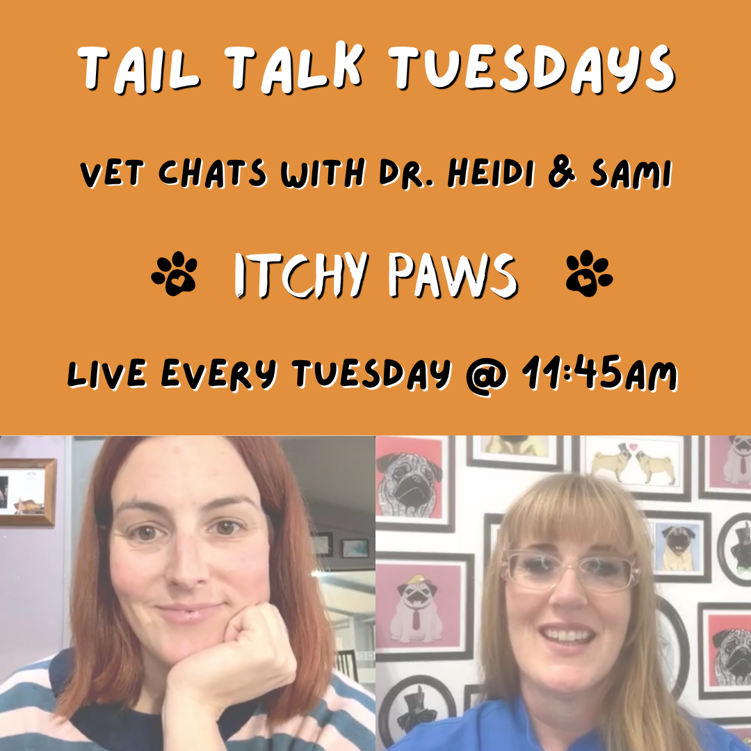 The Real Cause of Itchy Paws | Full Vet Session with Dr Heidi