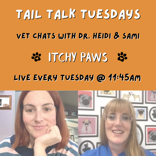 The Real Cause of Itchy Paws | Full Vet Session with Dr Heidi